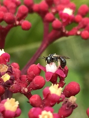 Braunsapis puangensis