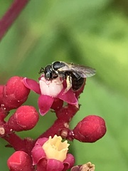 Braunsapis puangensis