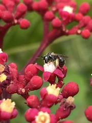 Braunsapis puangensis