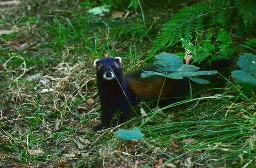 Western Polecat