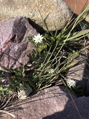 Stellaria crassifolia