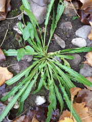 Rumex triangulivalvis