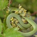 Opheodrys vernalis - Photo (c) Randy Bodkins,  זכויות יוצרים חלקיות (CC BY-NC), הועלה על ידי Randy Bodkins