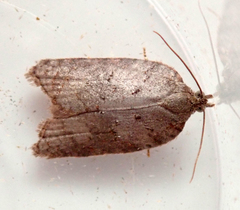 Acleris sparsana