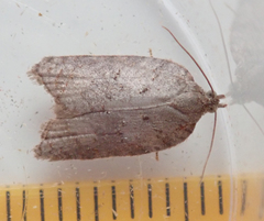 Acleris sparsana