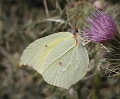 Gonepteryx nepalensis