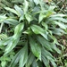 Blumea lanceolaria - Photo (c) JODY HSIEH, algunos derechos reservados (CC BY-NC), subido por JODY HSIEH