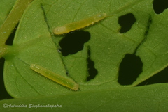 Eurema hecabe hecabe