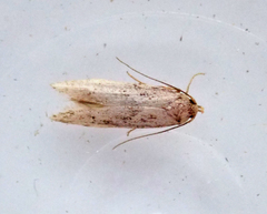 Blastobasis lacticolella