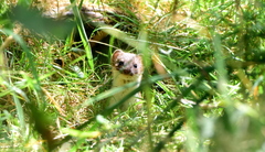 Mustela nivalis
