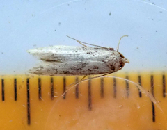 Blastobasis lacticolella