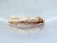 Blastobasis lacticolella