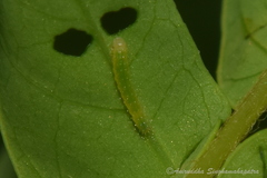 Eurema hecabe hecabe