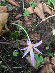 Colchicum autumnale