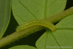 Eurema hecabe hecabe