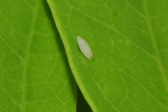 Eurema hecabe hecabe