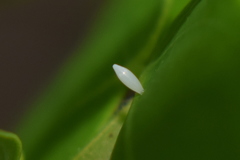 Eurema hecabe hecabe