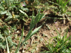 Bromus brevis