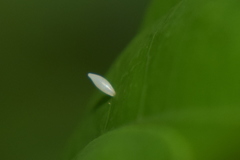 Eurema hecabe hecabe