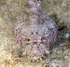 Bearded Scorpionfish photo 1