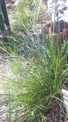 Carex divulsa divulsa