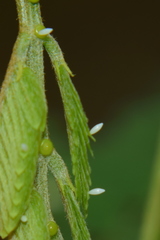 Eurema hecabe hecabe