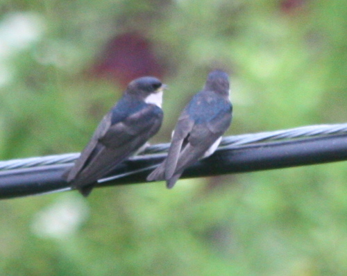 Pygochelidon cyanoleuca