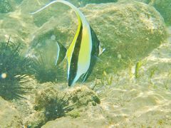 Zanclus cornutus