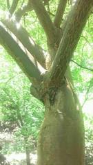 Bursera roseana