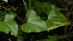 Dioscorea mundii