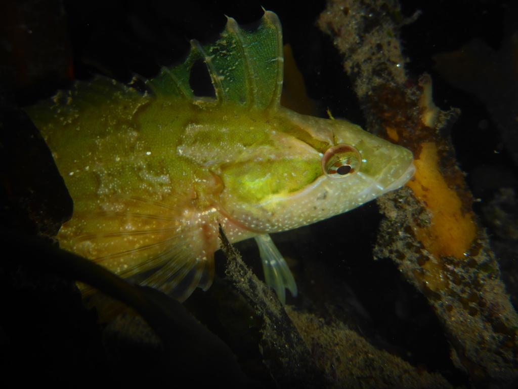Striped Kelpfish