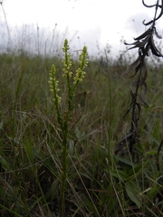 Polygala appressa