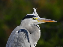 Grey Heron - Photo (c) Corine Bliek, some rights reserved (CC BY-NC)