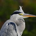 Grey Heron - Photo (c) Corine Bliek, some rights reserved (CC BY-NC)