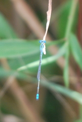 Pseudagrion microcephalum
