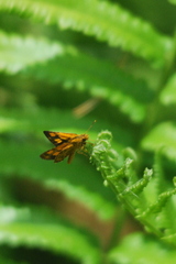 Ampittia dioscorides camertes