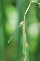 Pseudagrion microcephalum