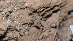 Tettiella