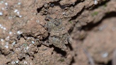 Tettiella
