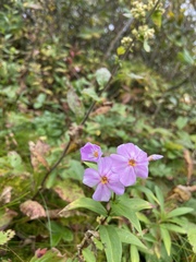 Phlox ovata