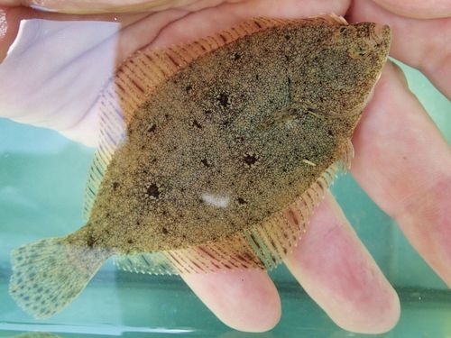 European Flounder
