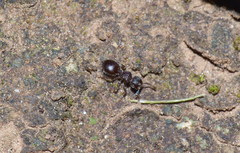 Meranoplus peringueyi