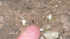 Meranoplus peringueyi