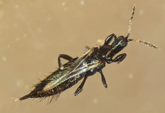 Liothrips