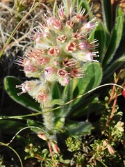 Echiostachys ecklonianus