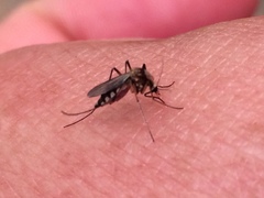 Aedes scapularis