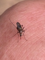 Aedes scapularis
