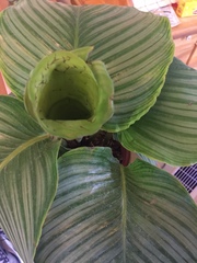 Goeppertia orbifolia