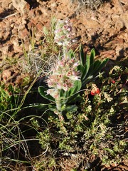Echiostachys ecklonianus