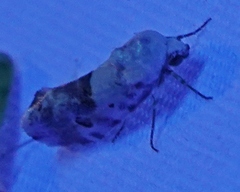 Ponometia altera